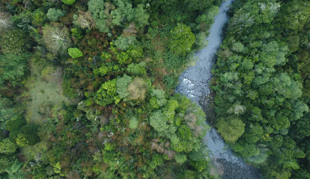 Vista aérea de bosque nativo y río