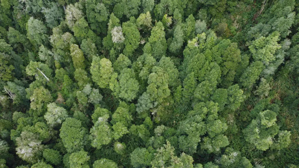 Vista aérea de bosque nativo